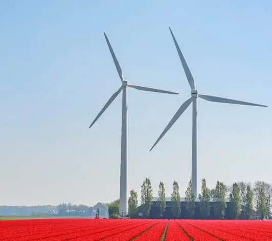 windmills near a flower field