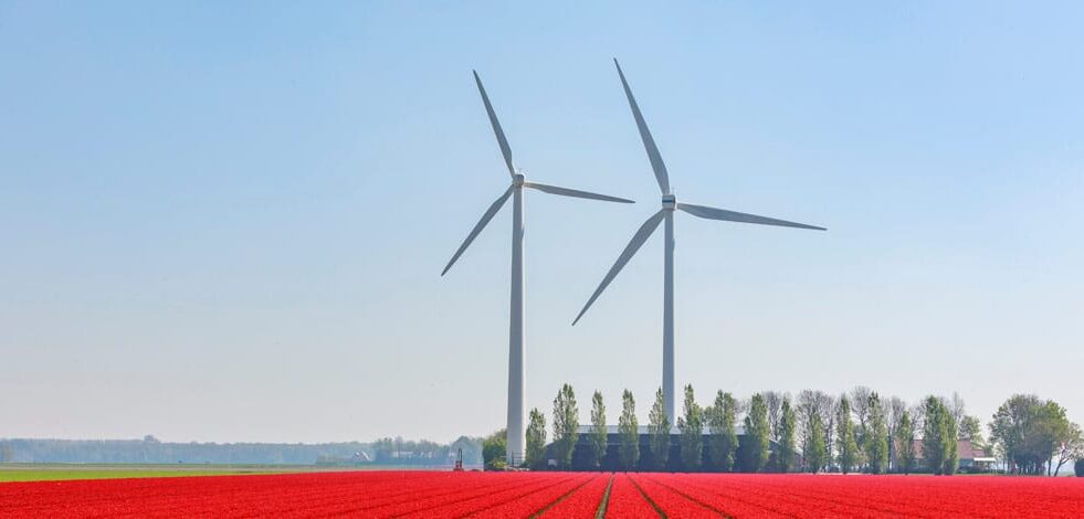 windmills near a flower field