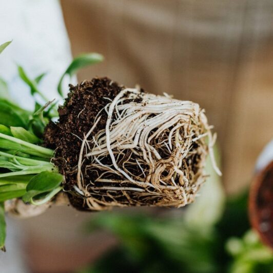 close of up plant roots