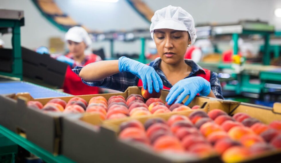 woman working in a fruit production line